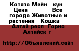 Котята Мейн - кун › Цена ­ 19 000 - Все города Животные и растения » Кошки   . Алтай респ.,Горно-Алтайск г.